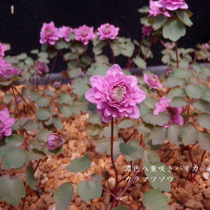 楽天市場 山野草 紫花八重咲きバイカカラマツソウ 湯沢園芸 楽天市場店