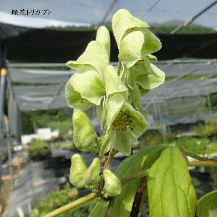 楽天市場 山野草 緑花トリカブト 湯沢園芸 楽天市場店