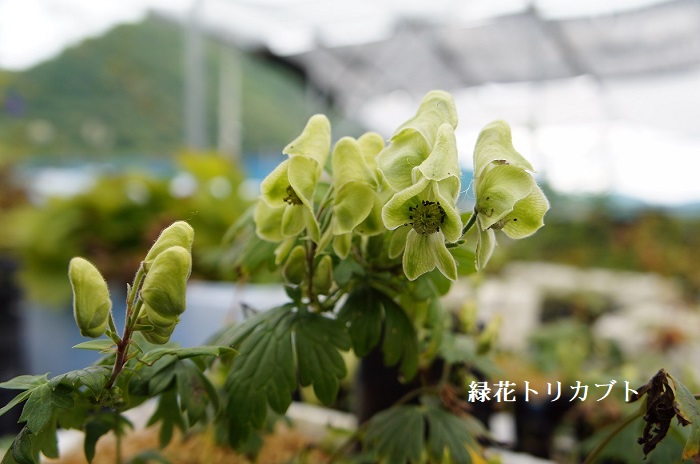 楽天市場 山野草 緑花トリカブト 湯沢園芸 楽天市場店