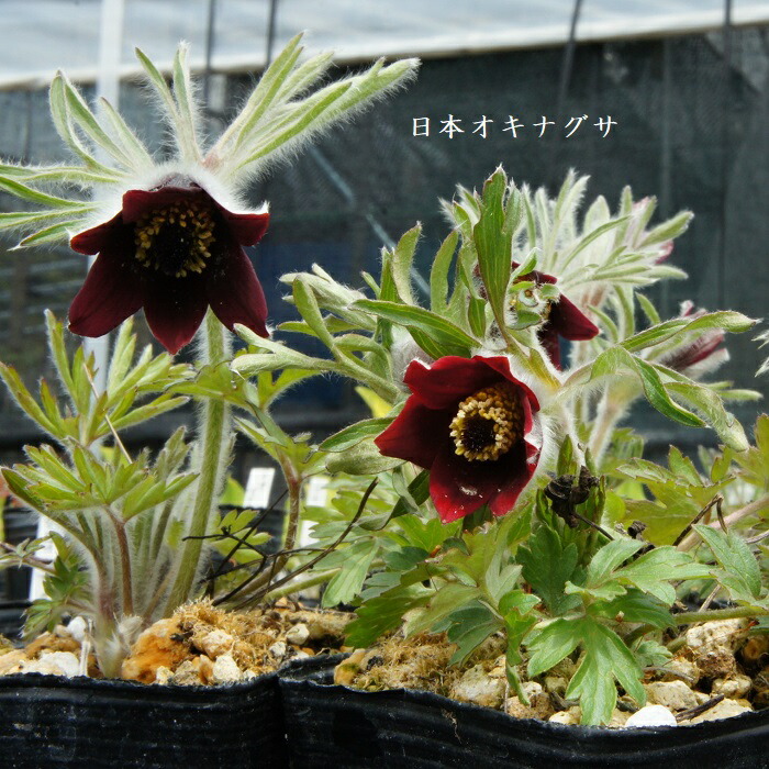 楽天市場】［山野草］ 青城カンアオイ : 湯沢園芸 楽天市場店