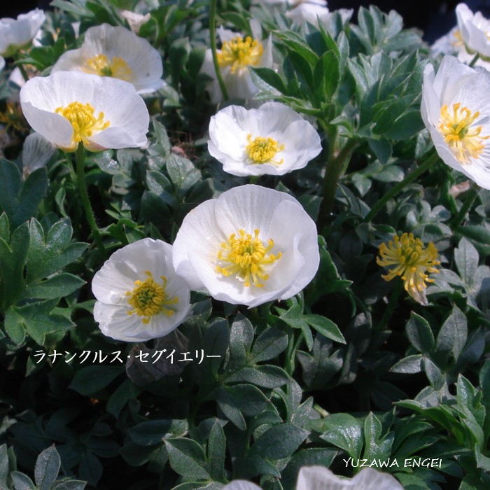 山野草　希少青花　カリアンテマム　ファレリ 山野草 希少 カリアンテマム ファレリ 苗 - メルカリ