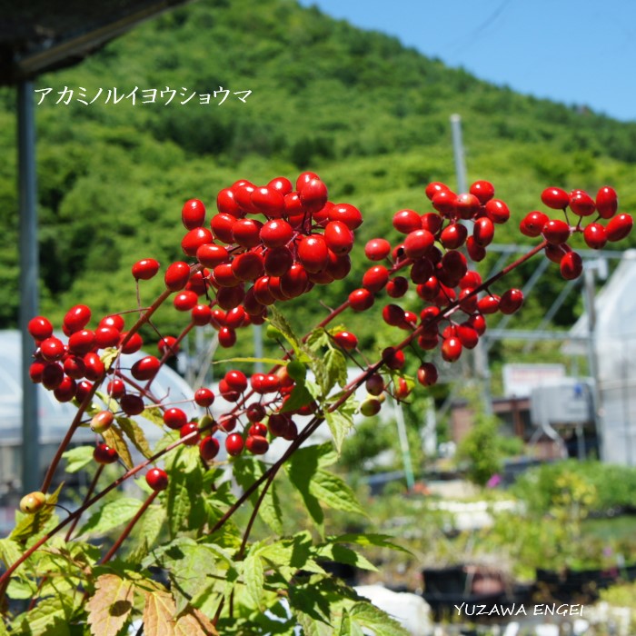 楽天市場】［山野草］ カリアンテマム・コリアンドリフォリウム : 湯沢