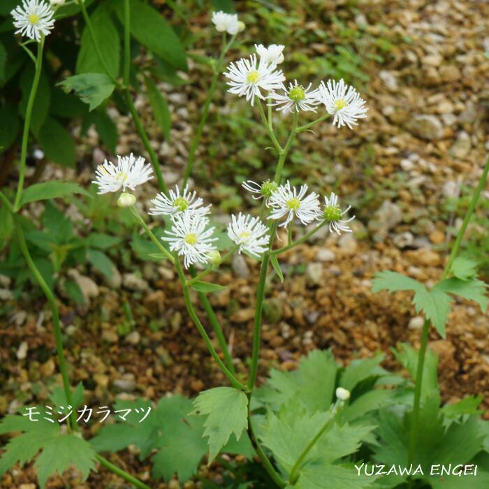 激安店舗 山野草 バイカカラマツソウ グリーン ハリケーン