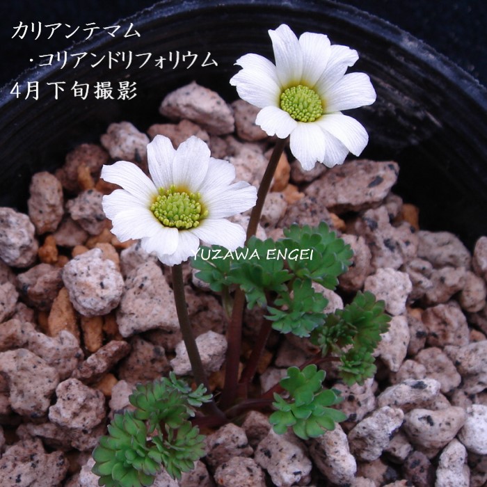 楽天市場】［山野草］ ヒダカソウ : 湯沢園芸 楽天市場店