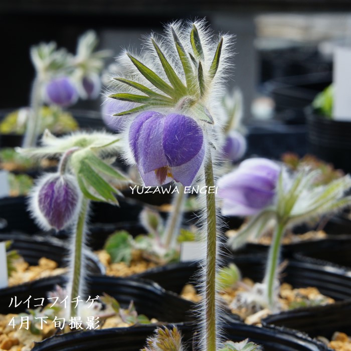 山野草　希少白花　タッタソウ　15A 山野草 希少白花 タッタソウ 15A
