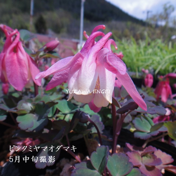 楽天市場】濃色ヤマオダマキ : おぎはら植物園