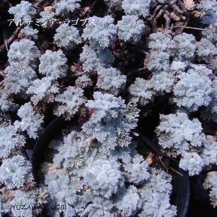 山野草　カリアンテマム　ファレリ 　大株D 山野草 カリアンテマム ファレリ 大株D