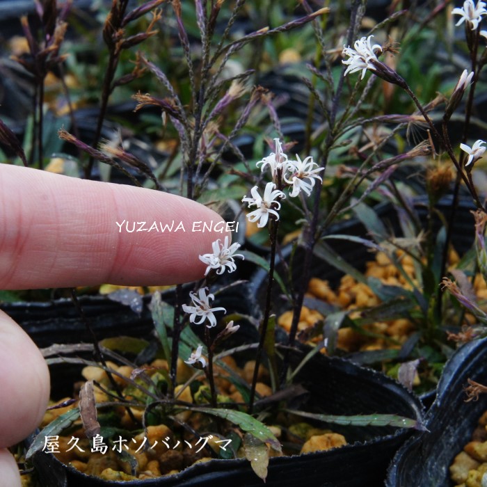 楽天市場】［山野草］ 白花タツタソウ : 湯沢園芸 楽天市場店