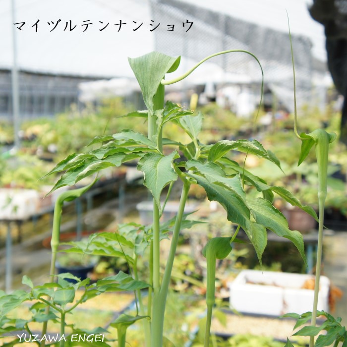 楽天市場 山野草 マイヅルテンナンショウ 湯沢園芸 楽天市場店