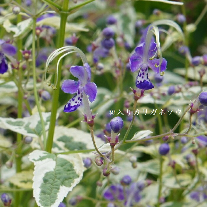 楽天市場】［山野草］ カリアンテマム・コリアンドリフォリウム : 湯沢