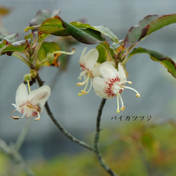 楽天市場 山野草 キバナシャクナゲ 湯沢園芸 楽天市場店