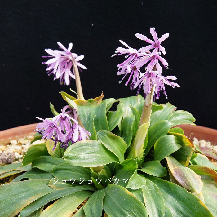 ア*マ様 希少　斑入り　マユハケオモト　全斑　縞斑　子株　ハエマンサス 希少 斑入り マユハケオモト 全斑 縞斑 子株 ハエマンサス