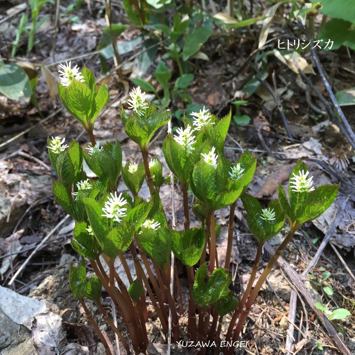 メーカー包装済 ヒトリシズカ 山野草 花 観葉植物