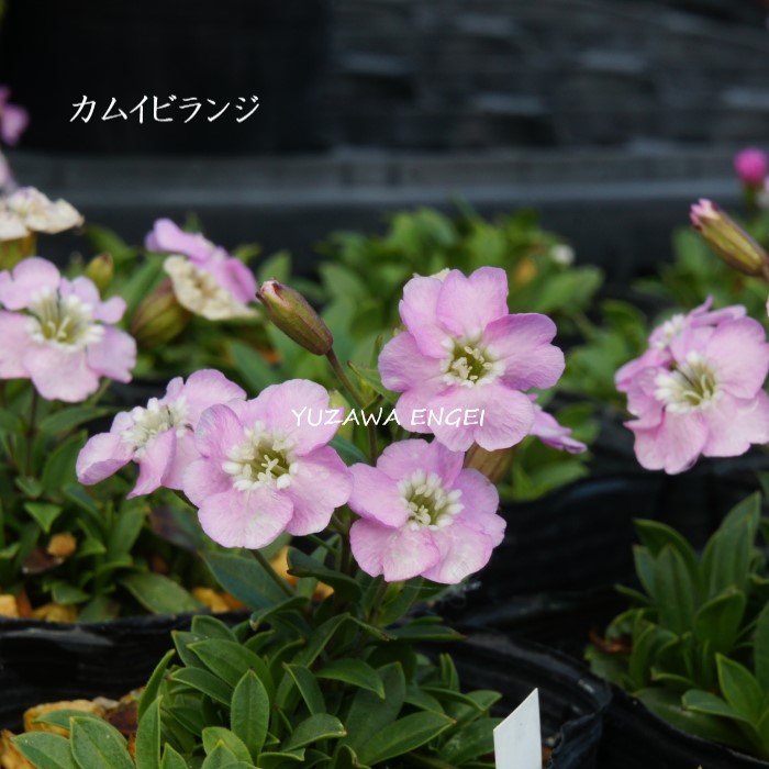 楽天市場】［山野草］ カリアンテマム・コリアンドリフォリウム : 湯沢