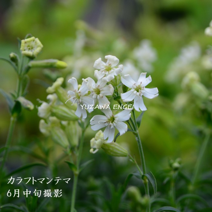 楽天市場】［山野草］ カリアンテマム・コリアンドリフォリウム