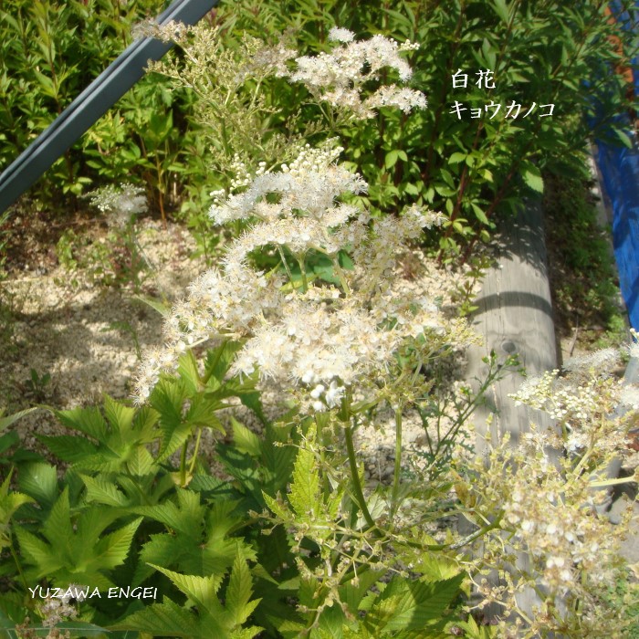楽天市場 山野草 茶席の花 白花キョウカノコ 湯沢園芸 楽天市場店