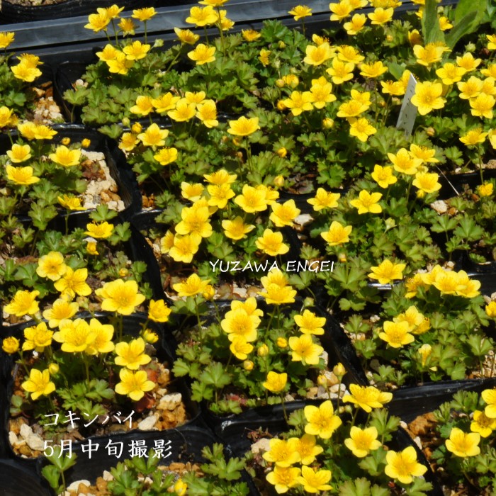 楽天市場】［山野草］ チシマキンバイ : 湯沢園芸 楽天市場店