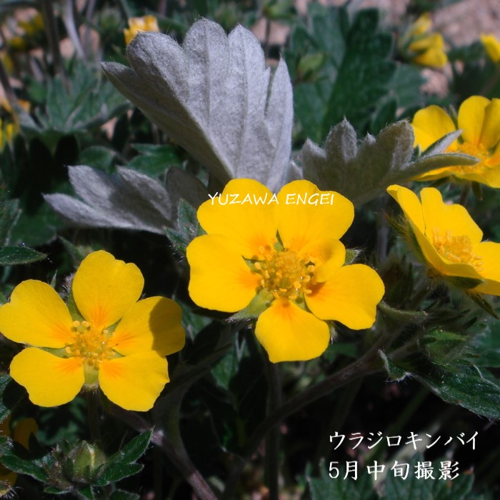 山野草　希少白花　タッタソウ　15A 山野草 希少白花 タッタソウ 15A