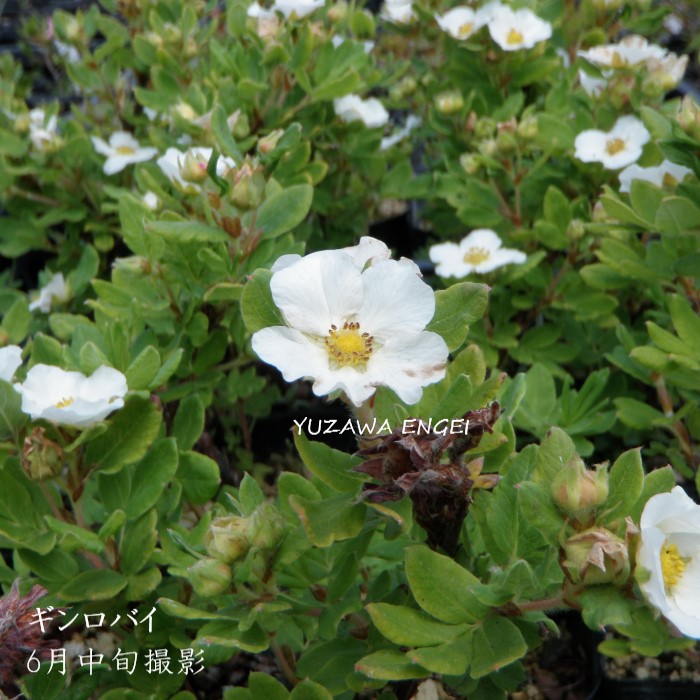 楽天市場】ギンロバイ（銀露梅）7．5cm〜9cmポット【山野草