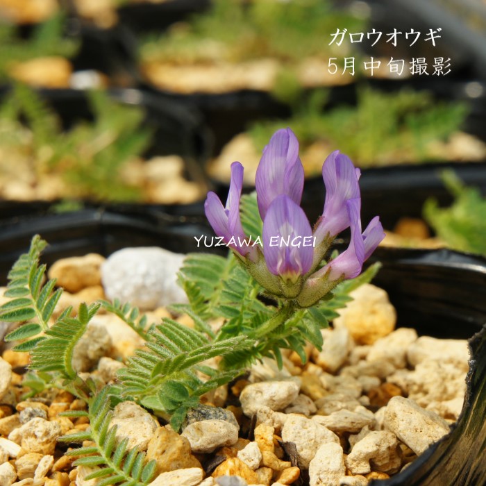 楽天市場】［山野草］ 白花タツタソウ : 湯沢園芸 楽天市場店