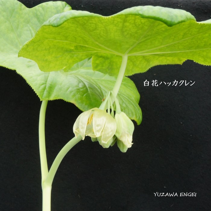 山野草☆古典園芸☆斑入り植物【斑入り　白花　八角蓮】 山野草斑入りハッカクレン(八角蓮)斑入り鉢底