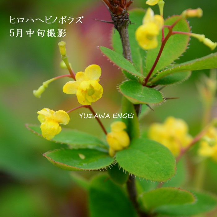 楽天市場】［山野草］ 白花タツタソウ : 湯沢園芸 楽天市場店