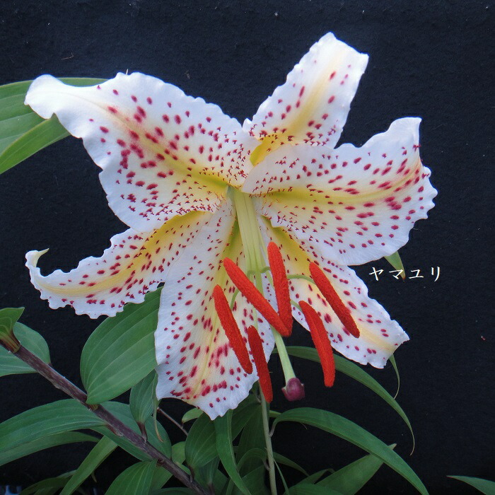 楽天市場】【送料無料】初夏の山野草 タモトユリ 1球 : 片岡笑幸園