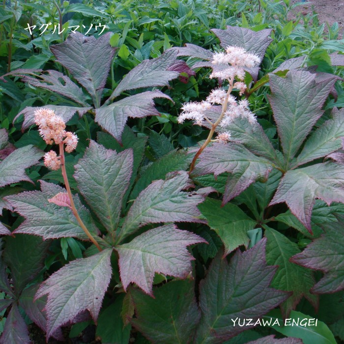 楽天市場】【送料無料】山野草 マユハケオモト（ハエマンサス）斑入り