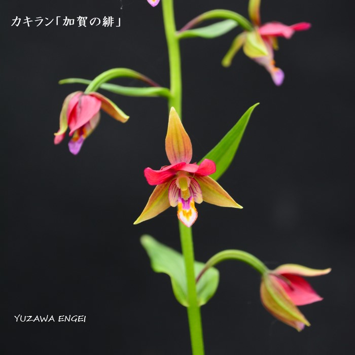 ［山野草］ カキラン「加賀の緋」｜湯沢園芸　店