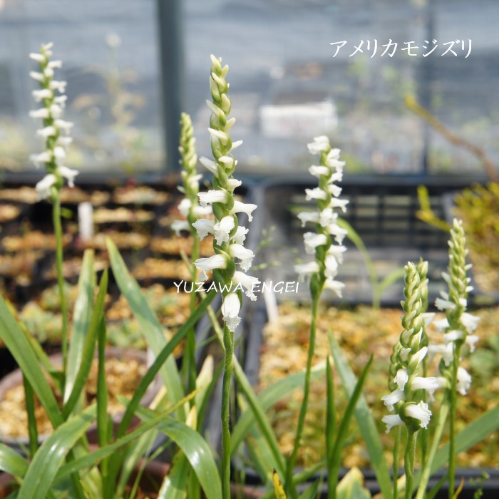 ネジバナ 現品 中斑ネジバナ、葉幅約4.5cm、7.5cm鉢 12-19② 7.5