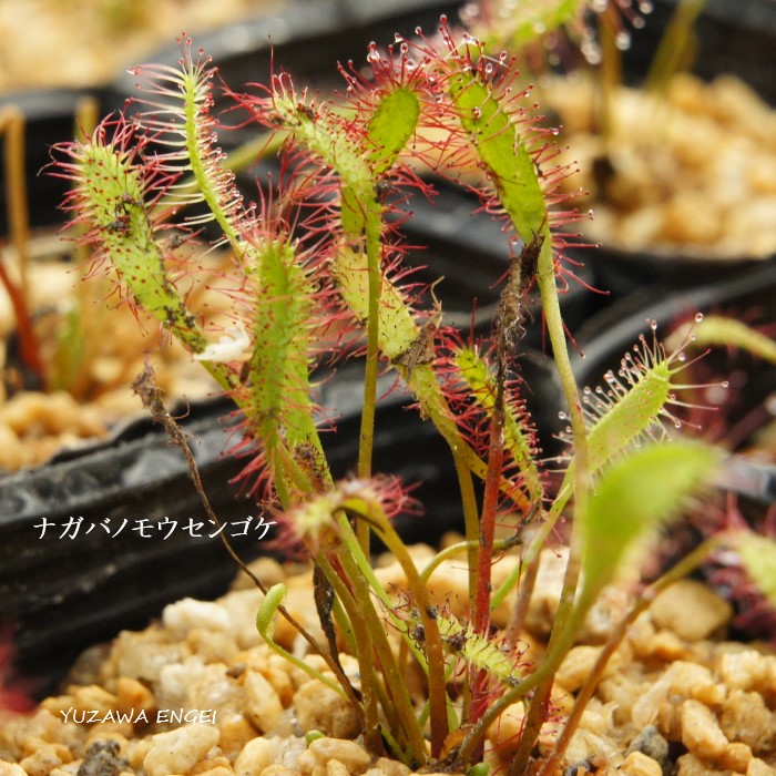 楽天市場 食虫植物 モウセンゴケ アデラエ Drosera Adelae 片岡笑幸園 悠々の森