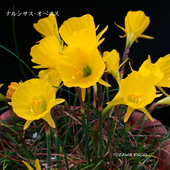 ［山野草 球根］ ナルシサス・オベスス｜湯沢園芸　店