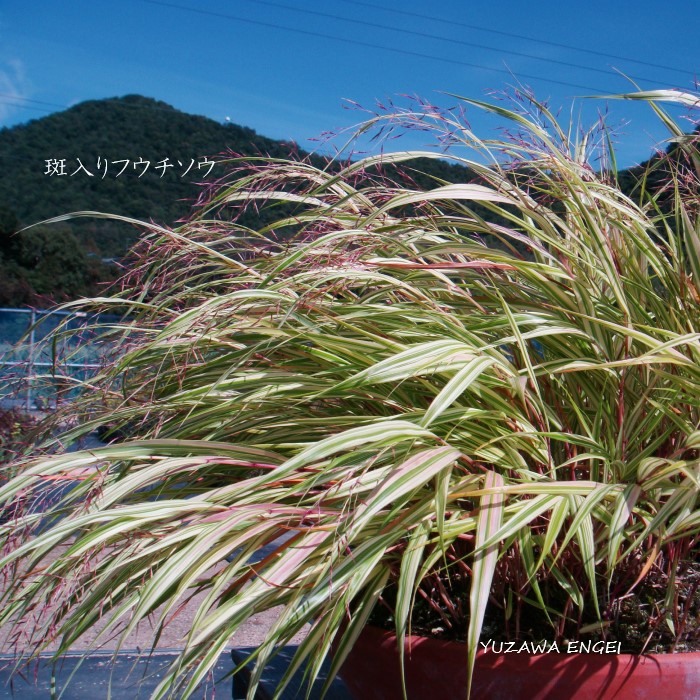 楽天市場 山野草 茶席の花 斑入りフウチソウ 風知草 湯沢園芸 楽天市場店