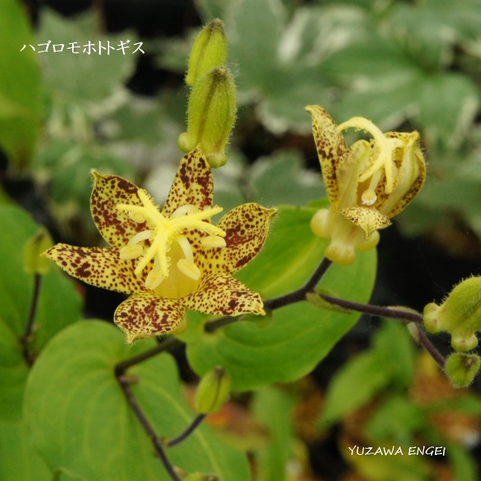 楽天市場】［山野草］ 白花タツタソウ : 湯沢園芸 楽天市場店