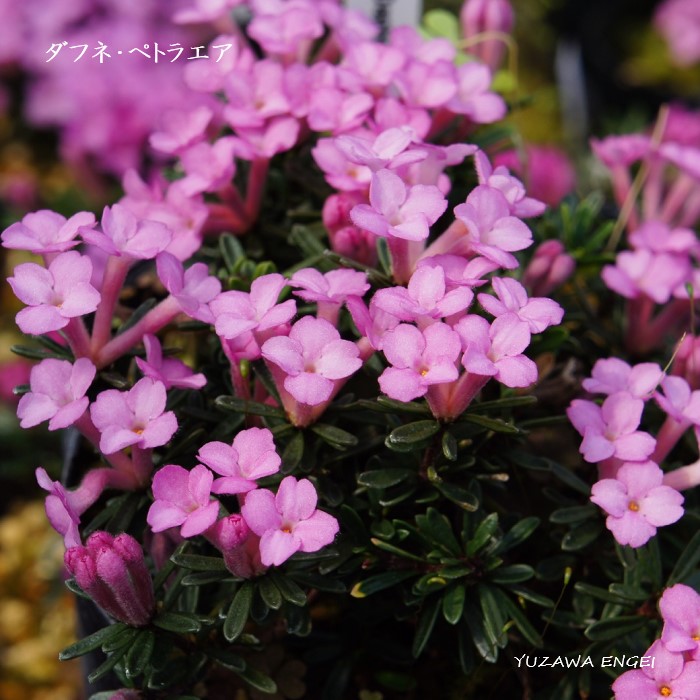 楽天市場 山野草 ダフネ ペトラエア 湯沢園芸 楽天市場店
