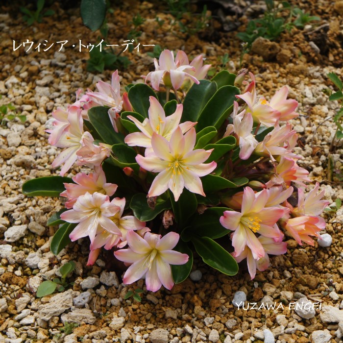 山野草 レウィシア トゥイーディー まとめ買い