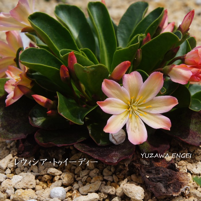 山野草 レウィシア トゥイーディー まとめ買い