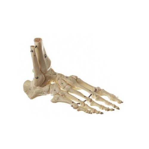 ひな形Human Model 足蝶つがいひな形 長さ25×高さ17×幅33×奥ふかさ15珊 800g QS23ST ソムソ