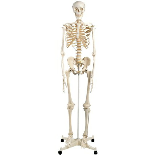 人身ひな形 人身骨組みひな形A10 高さ170珊 3B Scientific