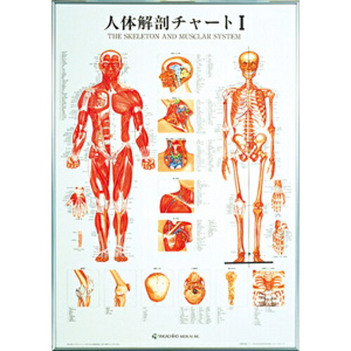 人身生体解剖一覧表I 104×74糎 タカチホ医学的