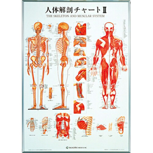人身生体解剖一覧表II 104×74糎 タカチホ医学的