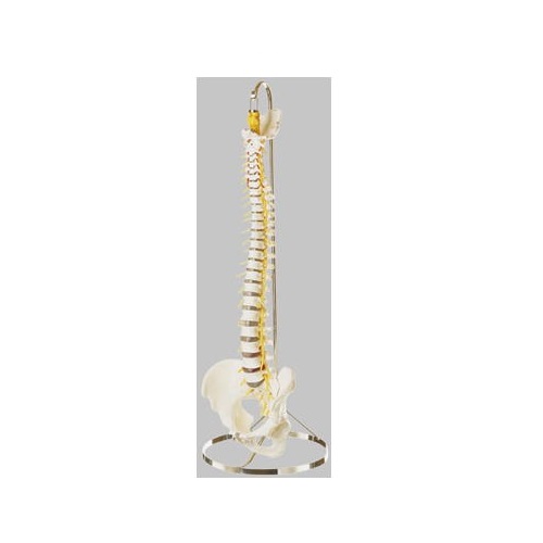 模型Human Model 脊髄骨盤模型 仙骨部一部脱着可 高さ80cm 3.6kg QS21/3SC ソムソ｜介護の三ツ矢天狗