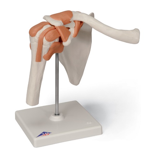 楽天市場】模型Human Model 15分解脳模型 高さ23cm×幅15cm×奥行