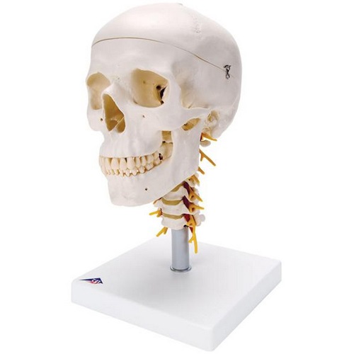 模型Human Model 頭蓋、頚椎付、4分解モデル 20×13.5×15.5cm 1.4kg A20/1 3B Scientific