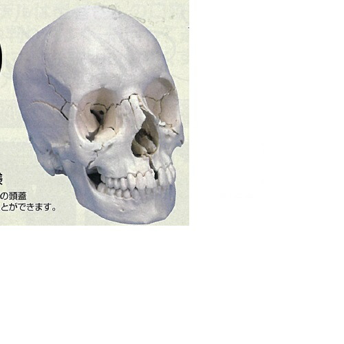 【医療機器】 人体模型 頭蓋モデル 3Dサイエンティフィックス A290 21×14×16cm 0.7kg