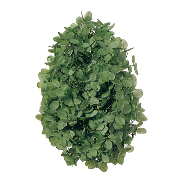 100 本物 プリザーブドフラワー ソフトピラミッドアジサイ ヘッド バジルグリーン 700 Qdtek Vn