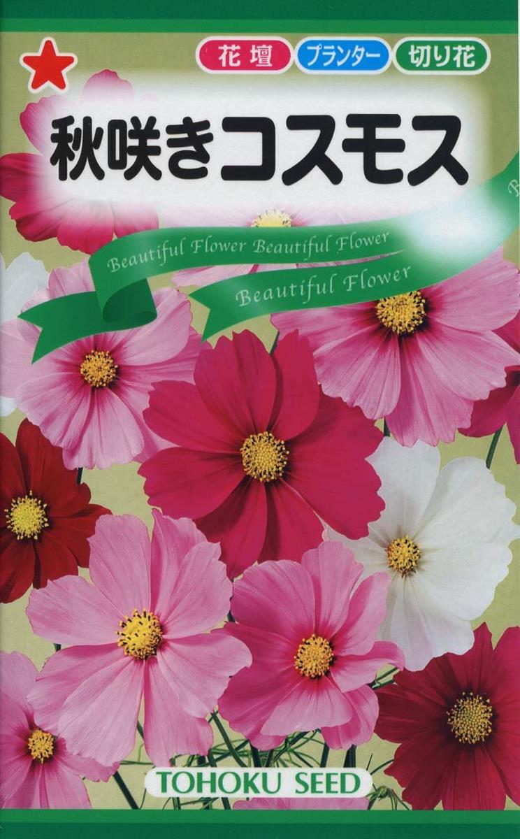 楽天市場】高性コスモス オレンジキャンパス 苗 9センチポット 3号