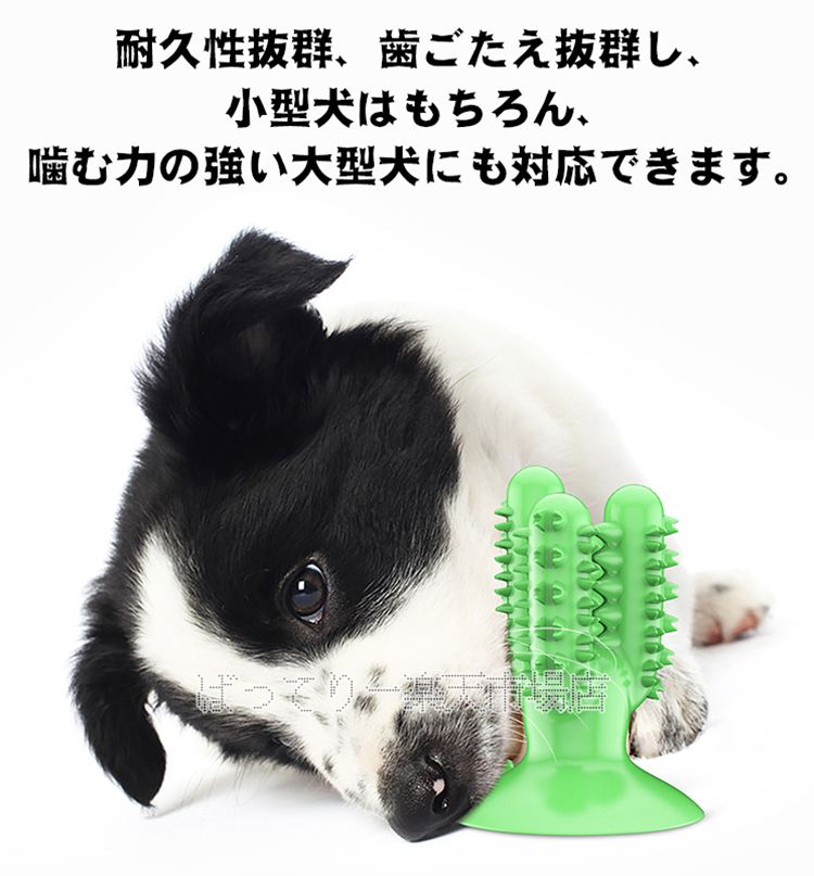 楽天市場 150円offクーポン 1月31日まで サボテン型 犬用歯ブラシ 歯磨きシート 犬用おもちゃ 噛むおもちゃ 無毒無臭 耐久性 中型 大型犬対応 発声おもちゃ 口腔の清潔 犬の健康ケアに ばってりー 楽天市場店