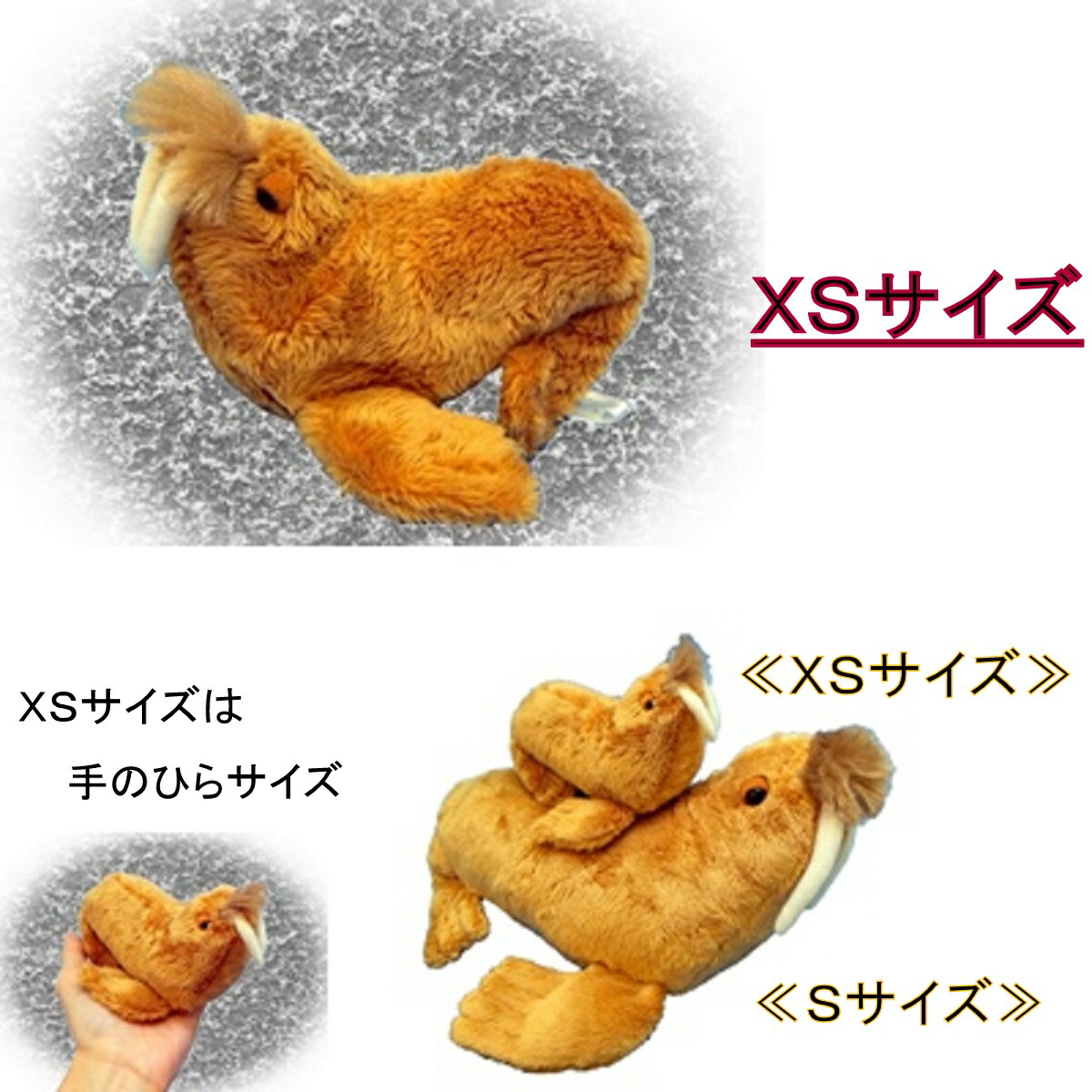 シーラカンス x170824030.jpg