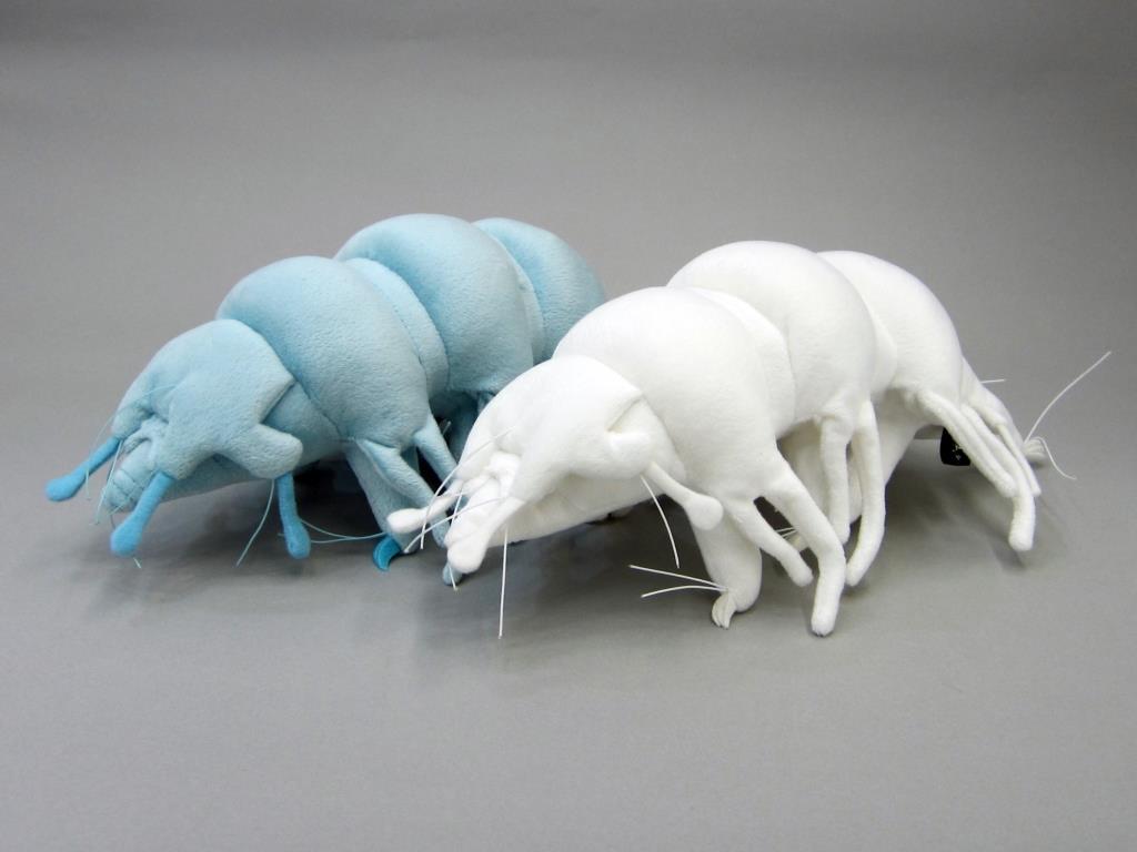 マネチカクマムシ